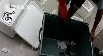 吓人 高温致蛇蛋孵化 托运行李中钻出11条眼镜蛇